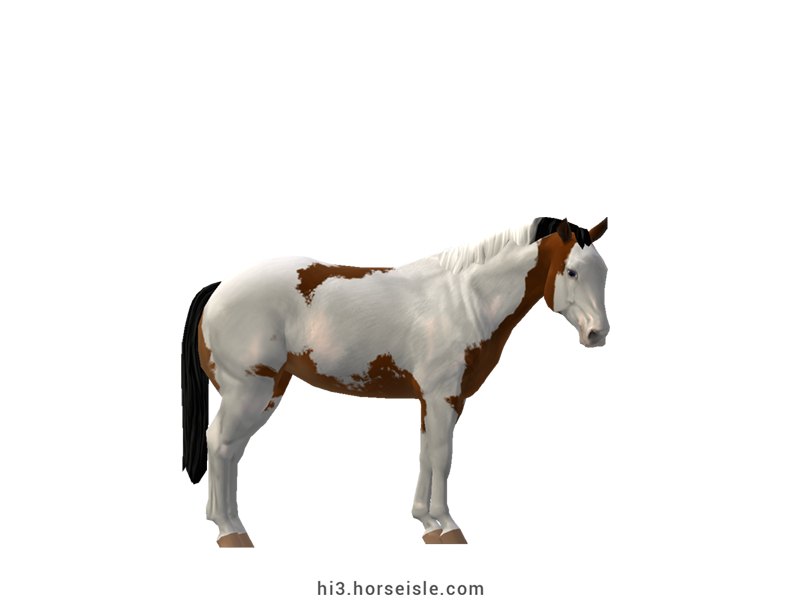 American Paint Race Horse Bright Mahogany Bay Tovero Coat